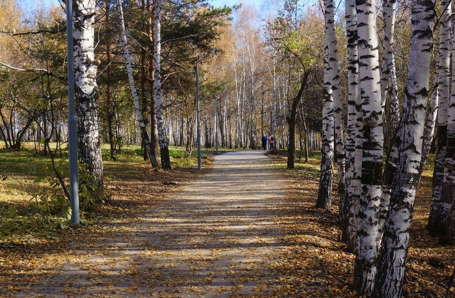 Михайловская роща томск фото