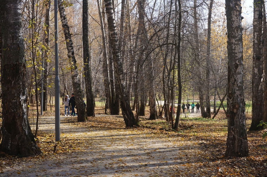 Михайловская роща томск фото